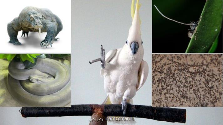 پرندگان سارق، مورچه های زامبی و صدف سنگ خوار عجیب ترین جانوران سال ۲۰۱۹