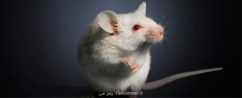 نوع جدیدی از چربی سوزی در موش ها پیدا شد