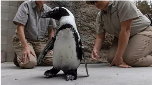 پنگوئنی با کفش های مصنوعی
