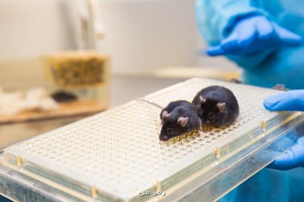 استفاده از موش هایی با سلول مغز انسان برای درمان آلزایمر