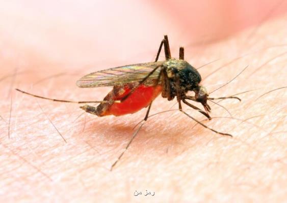 كشف روش جدیدی برای پیش گیری از شیوع مالاریا
