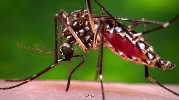 متد جدیدی برای كاهش بیماری های ناشی از پشه ها