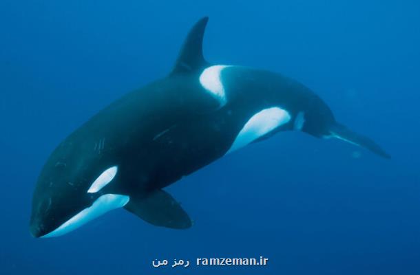 خطر كووید-۱۹، دلفین ها و نهنگ ها را هم تهدید می كند!