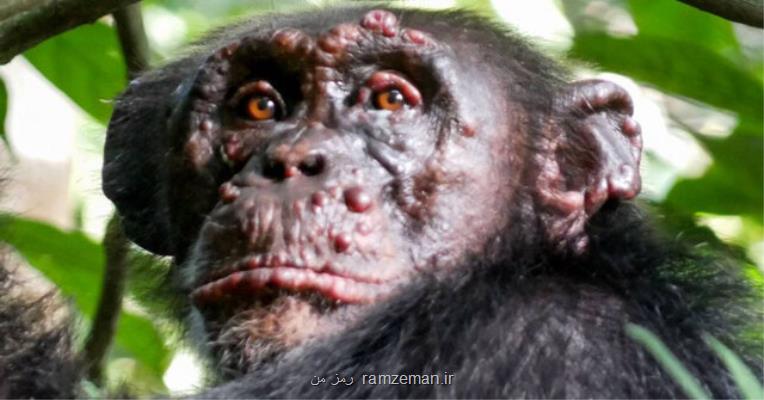 جذام برای نخستین بار در شامپانزه ها دیده شد